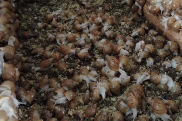 养殖蜗牛的利润和前景，白玉蜗牛的产值可达到上万元/亩
