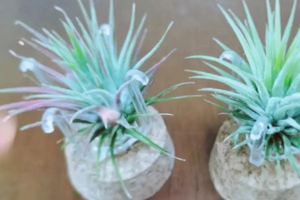有哪些可以净化室内空气的花卉植物，包括芦荟、吊兰、白掌等品种
