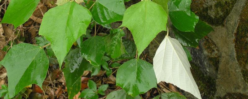 什么是白背叶，属于大戟科、野桐属植物