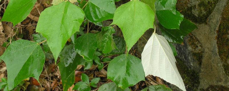 什么是白背叶，属于大戟科、野桐属植物