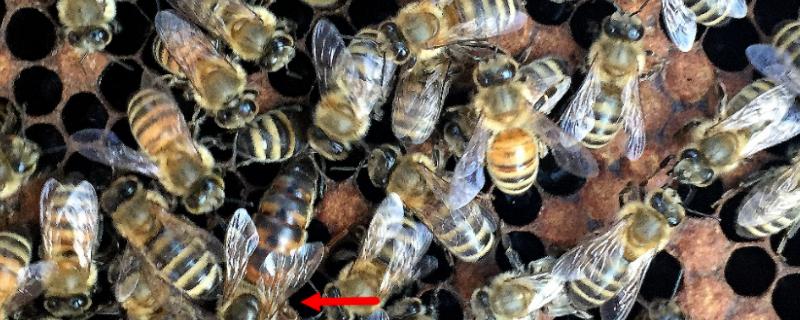 蜜蜂的发育周期，工蜂从受精卵到羽化成蜂需要20天左右