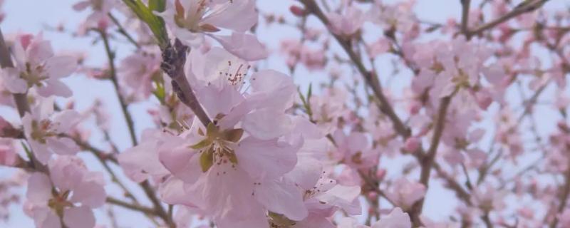 山桃花和桃花的区别，山桃花多为粉红色、桃花多为深红色或绯红色