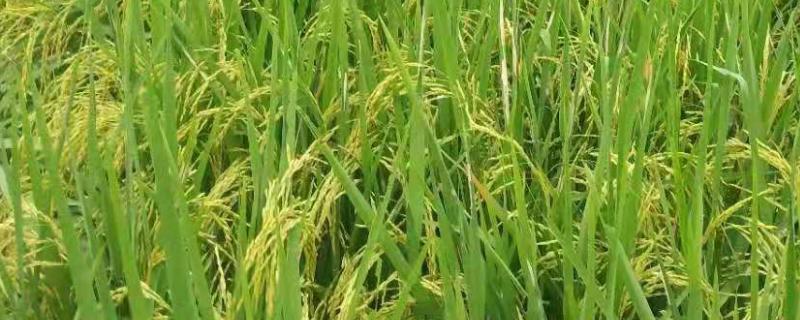 懒人稻的适种区域，适合种植在长江以南地区