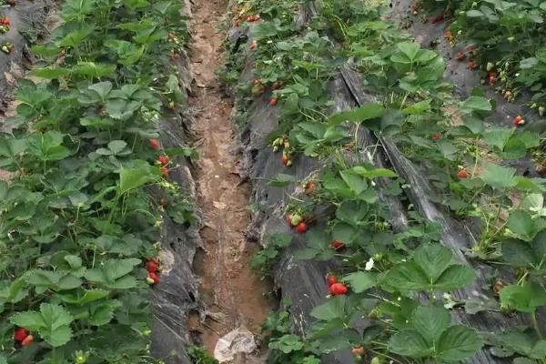 四季草莓种植技术，一般在春季或秋季栽植