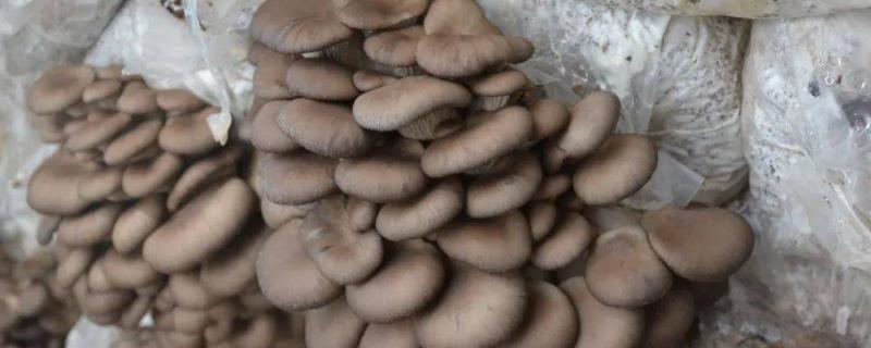 种植平菇的新方法，接种后放在通风处使其逐渐发菌
