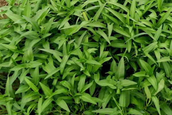 哪些蔬菜适合在夏天种植，包括豇豆、南瓜、丝瓜等品种