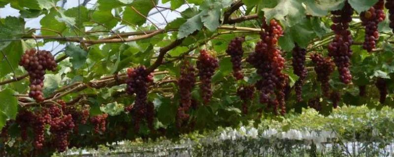 大泽山葡萄是什么葡萄，尤以玫瑰香葡萄栽培最多