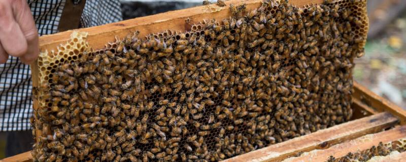 蜜蜂几月份开始秋繁，因各地气候不同而不同