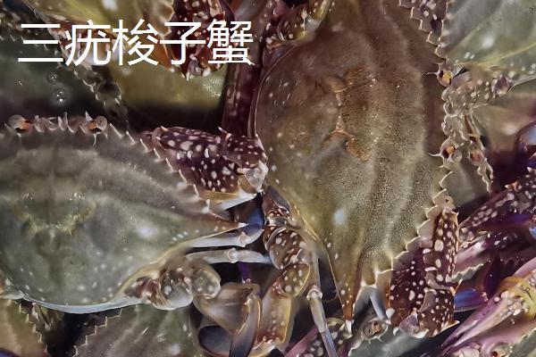梭子蟹的种类，主要有以下4种