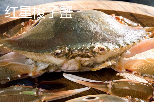 梭子蟹的种类，主要有以下4种