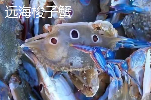 梭子蟹的种类，主要有以下4种