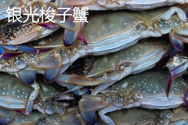 梭子蟹的种类，主要有以下4种