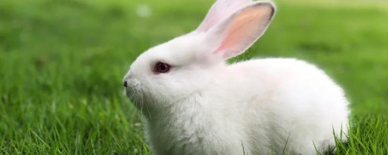 兔子养殖回收是真是假，有真的但骗子公司更多