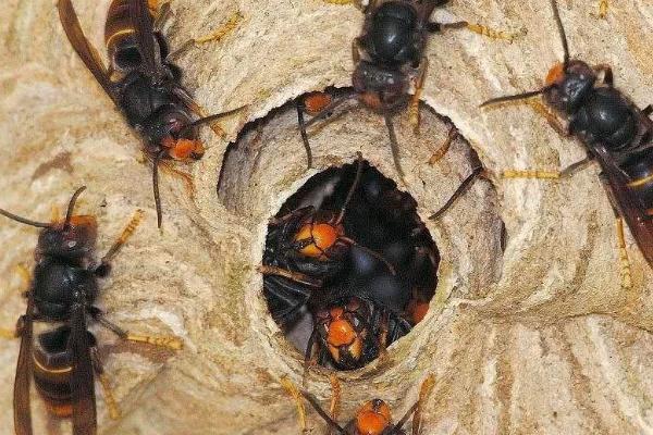 马蜂是怎样度过冬天的，以雌蜂结团的方式越冬