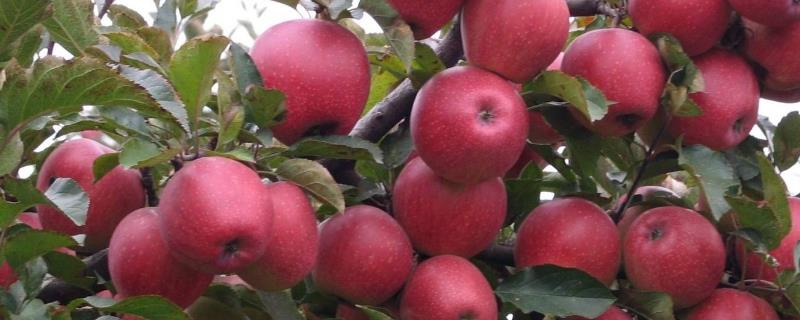 有哪些好吃的苹果新品种，包括福星、瑞雪、蜜脆等种类