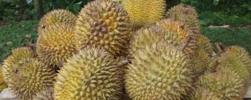 榴莲的英文名称，英文名是durian