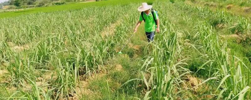 对甘蔗使用除草剂的误区，不能盲目用药、大风大雨天气不能用药