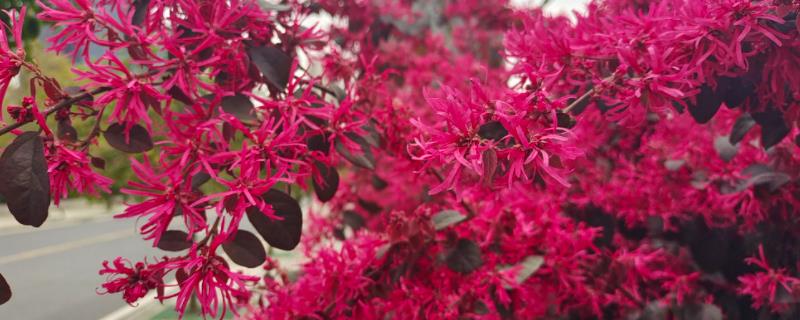 什么是红花檵木，属于金缕梅科、檵木属植物