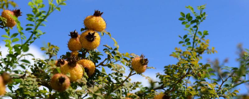 刺梨种植技术，繁殖方式有种子繁殖和扦插繁殖