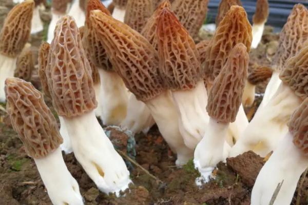 羊肚菌的种植技术，在10-12月份进行播种