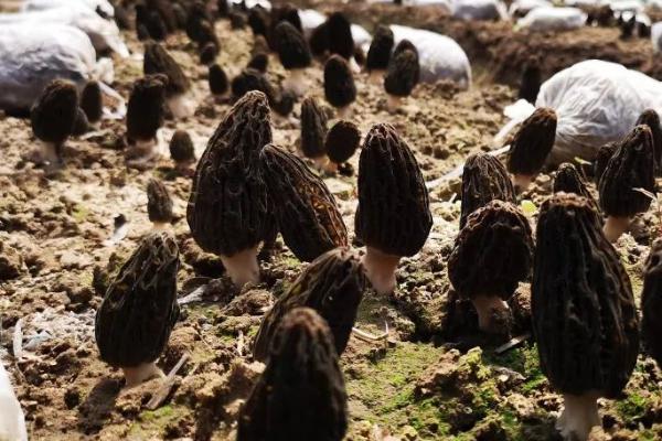 羊肚菌的种植技术，在10-12月份进行播种