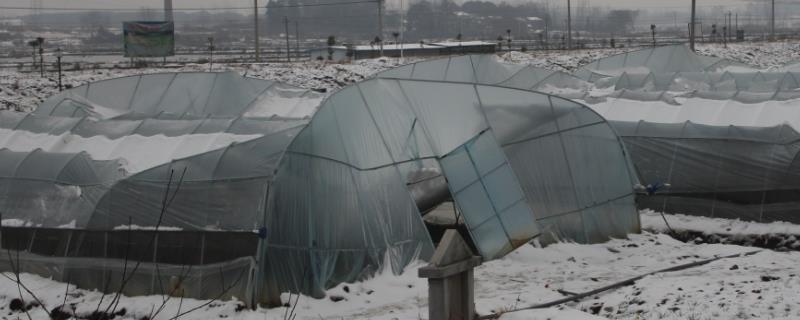 养殖遇到雪灾如何处理，可保留受灾证据、上报政府应急部门