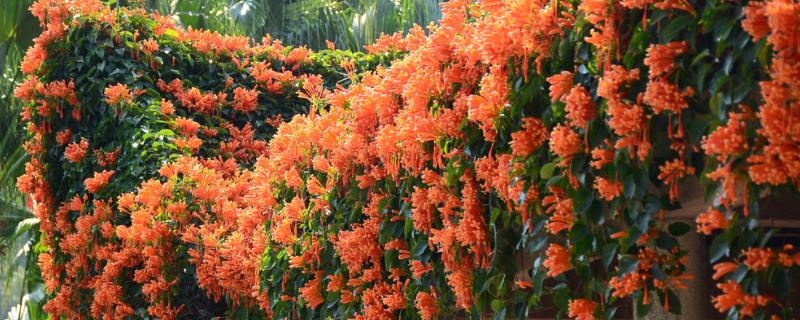 什么是凌霄花，属于紫葳科、凌霄属植物