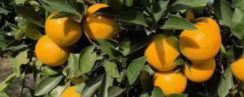 哪里的橙子最出名最好吃，赣州是全国最大的脐橙主产区