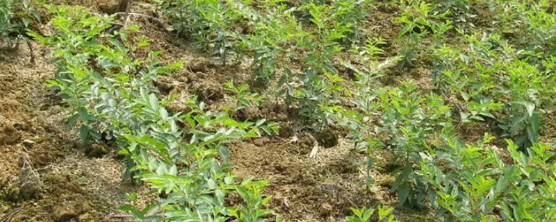 枣树繁殖方法，可断根、嫁接、根插和扦插繁殖