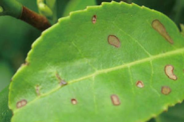 如何防治茶白星病，分批采茶、适时采茶可减轻发病