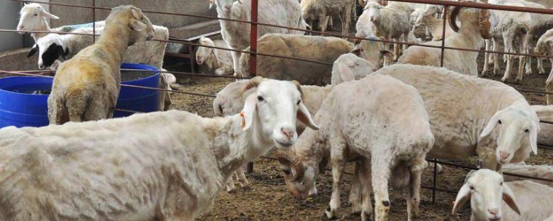 养羊要注意哪些问题，自繁自养可以降低养殖成本