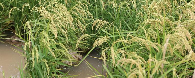 中国海水稻的种植面积，2022年年底已突破100万亩
