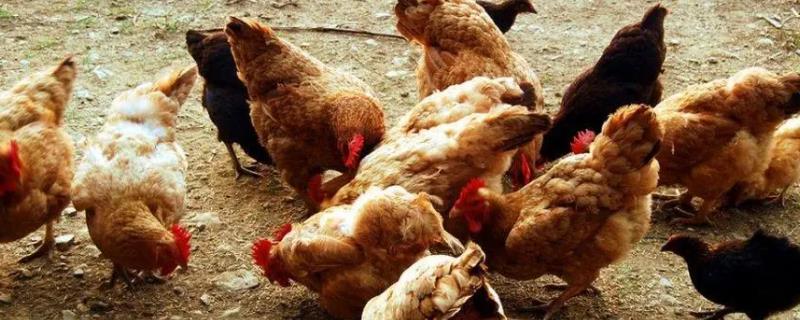蛋鸡无抗养殖的措施，需注意做好消毒杀菌工作