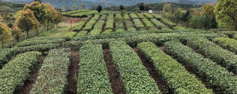 茶树育种如何鉴定品质，可通过观察芽叶的颜色和嫩度做出判断