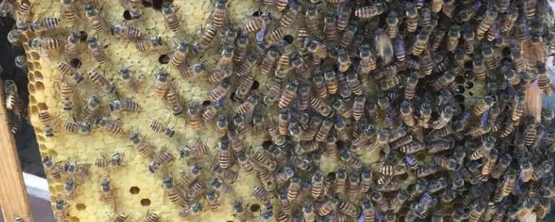长期失王的蜂群应如何处理，可并入它群或介入新王