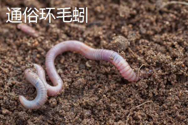 蚯蚓只能在土里生活吗，提供适宜的温湿度和食物也能离开土壤