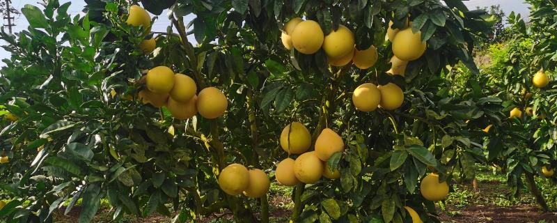 提高柚子甜度的方法，追施钾肥可以起到增甜效果