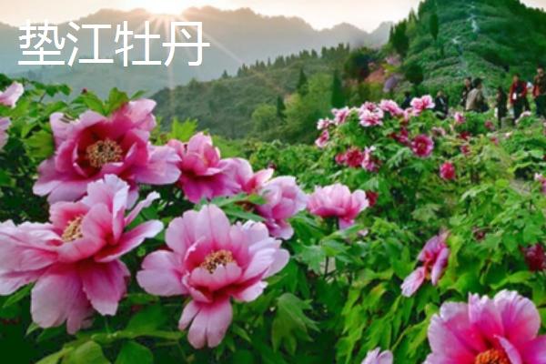 重庆市垫江县的特产，是闻名全国的丹皮之乡