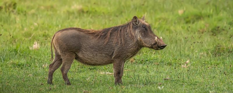 疣猪和野猪有什么区别，疣猪是野猪里面的一个品种