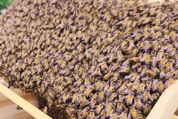 养殖中蜂如何预防盗蜂，可将蜂群发展成强群