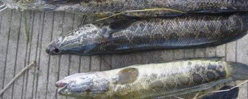 路亚钓黑鱼的技巧，南方通常从4月开始作钓