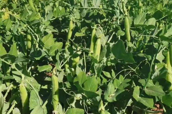 豌豆的高产种植技术，一般采用穴播或者条播的方式