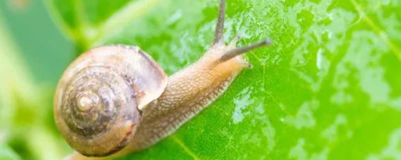 蜗牛属于害虫还是益虫，对于农业而言属于害虫