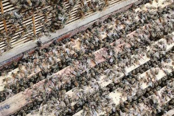 盗蜂是怎么形成的，蜜源匮乏或蜂场管理不善都会导致