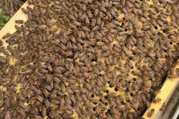 盗蜂是怎么形成的，蜜源匮乏或蜂场管理不善都会导致