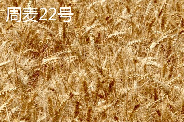 在河南选择哪个麦子品种好，推荐这5种