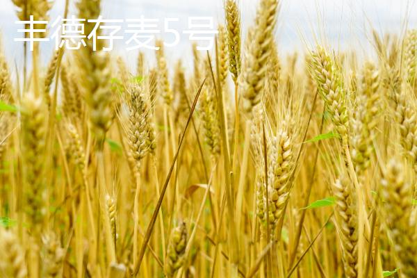 在河南选择哪个麦子品种好，推荐这5种