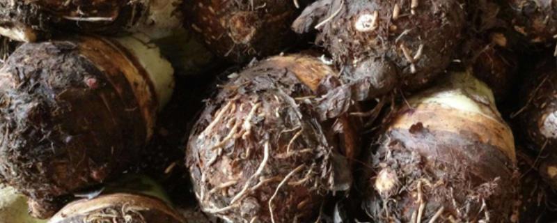 槟榔芋的种植技术，对于钾肥的需求量比较大
