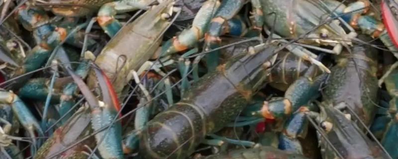 澳洲淡水龙虾的养殖条件，水质要保持清新