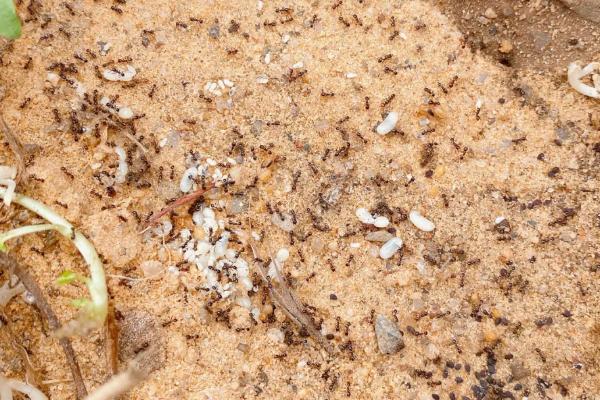 如何永久去除蚂蚁，喷洒肥皂水可起到灭除效果